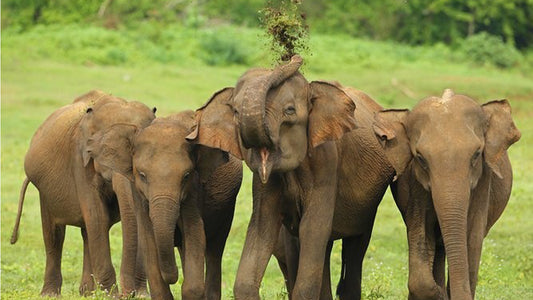 Udawalawe rahvuspargi safari Ahangamast