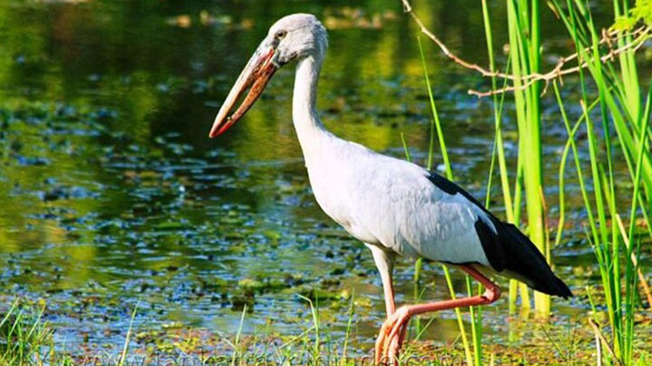 Udawalawe rahvuspargi safari Ahangamast