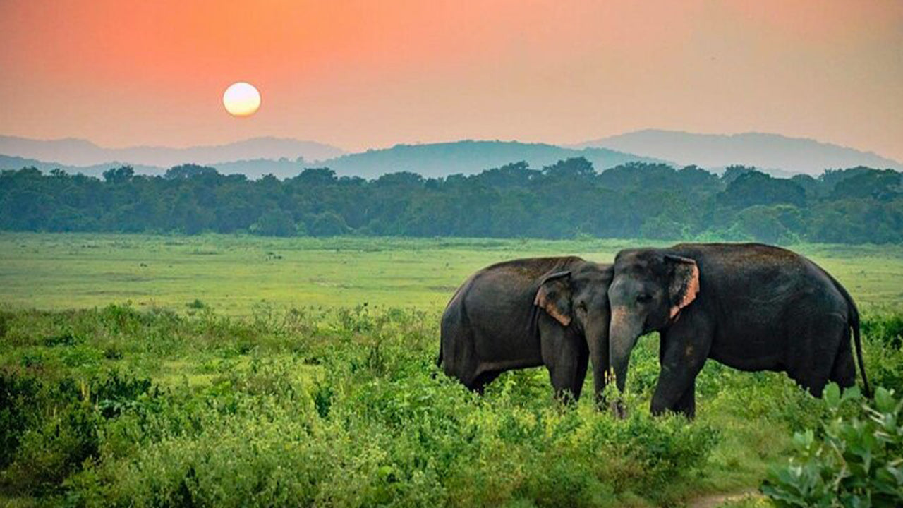 Udawalawe rahvuspargi safari Ahangamast