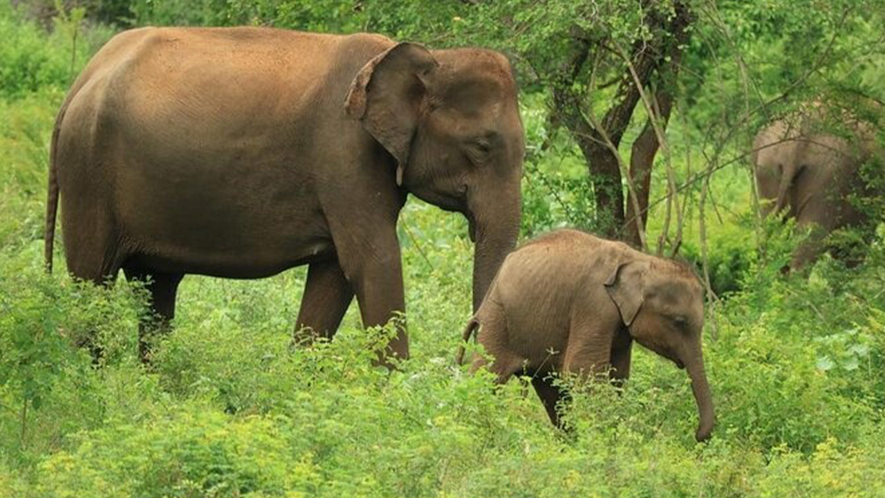 Udawalawe rahvuspargi safari Ahangamast
