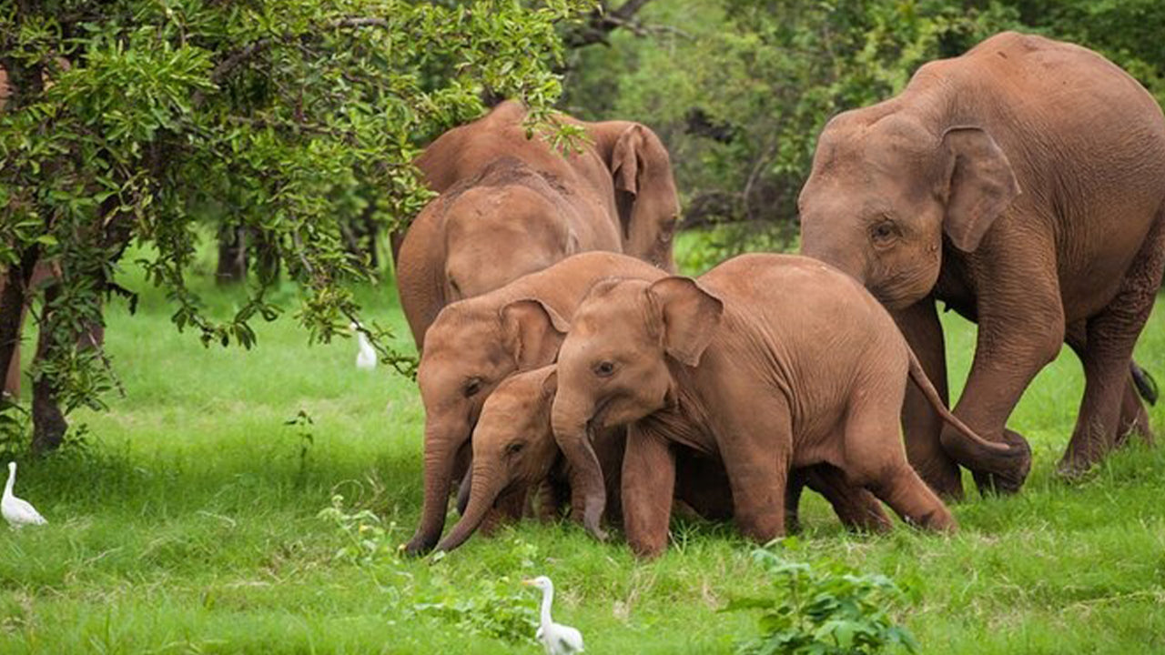 Udawalawe rahvuspargi safari Ahangamast