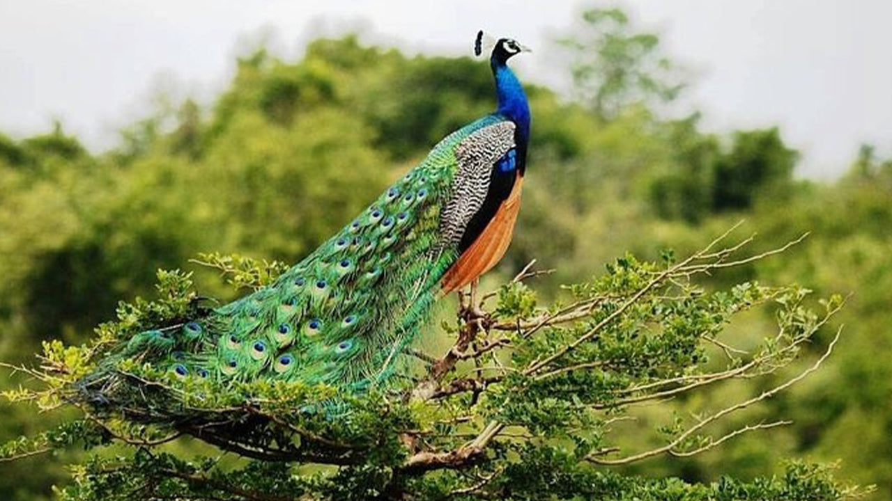 Udawalawe rahvuspargi safari Ahangamast