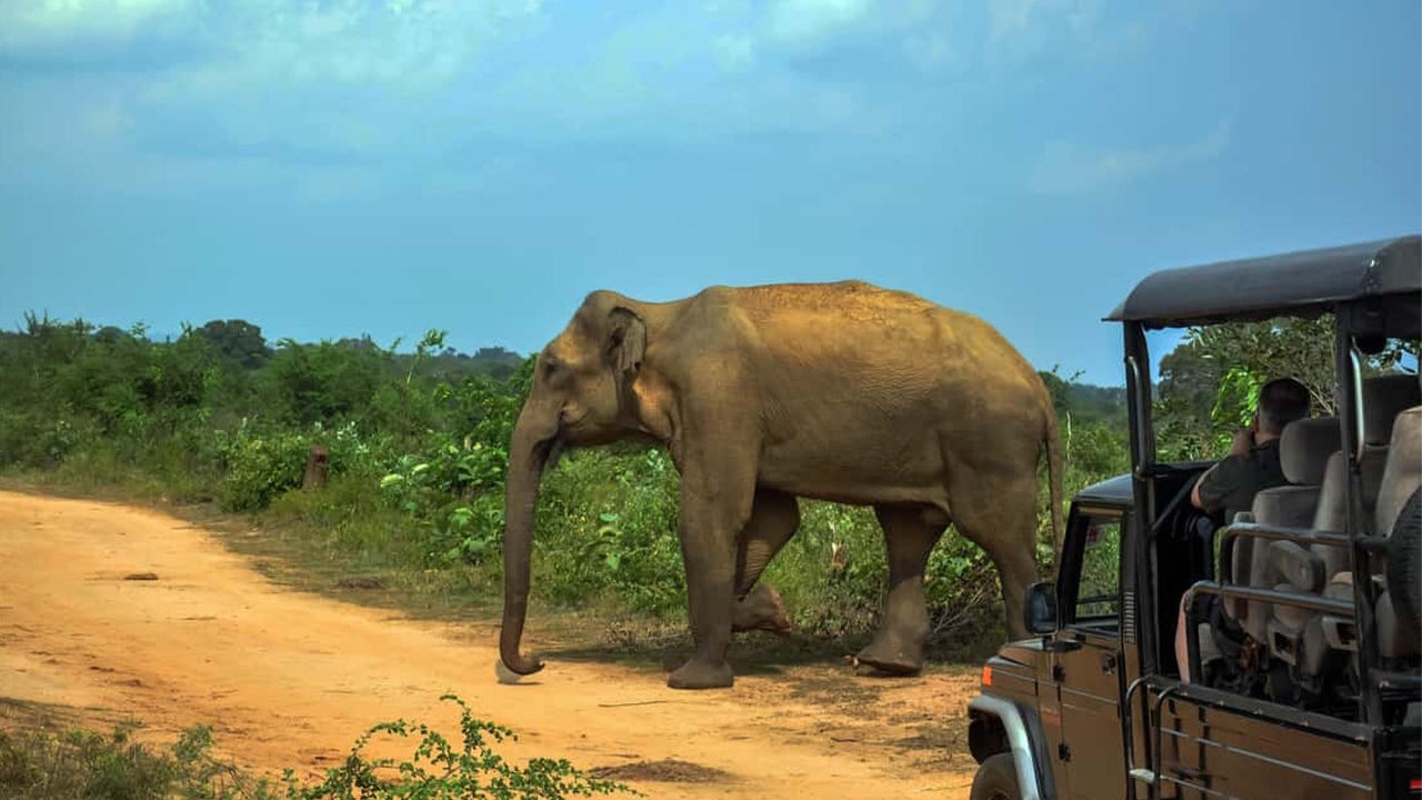 Udawalawe rahvuspargi safari Ahangamast
