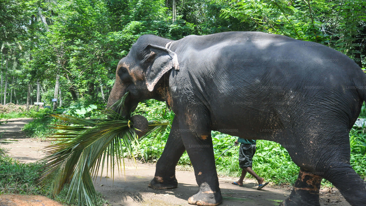 Kitulgalast saabus Millennium Elephant Foundation