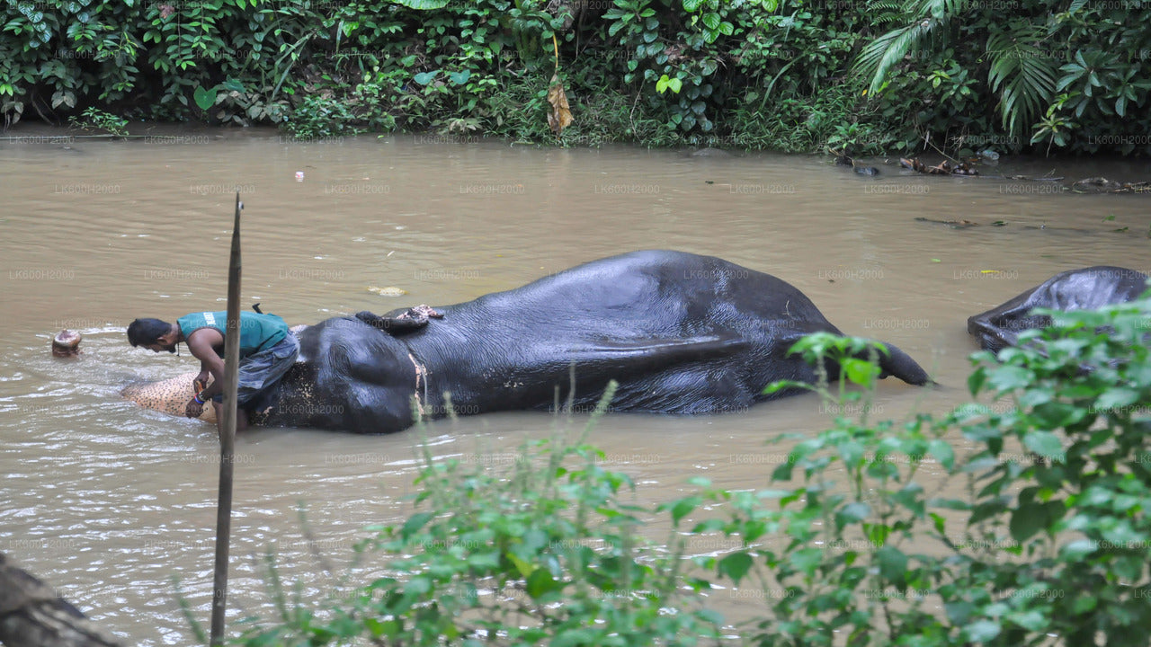 Kitulgalast saabus Millennium Elephant Foundation