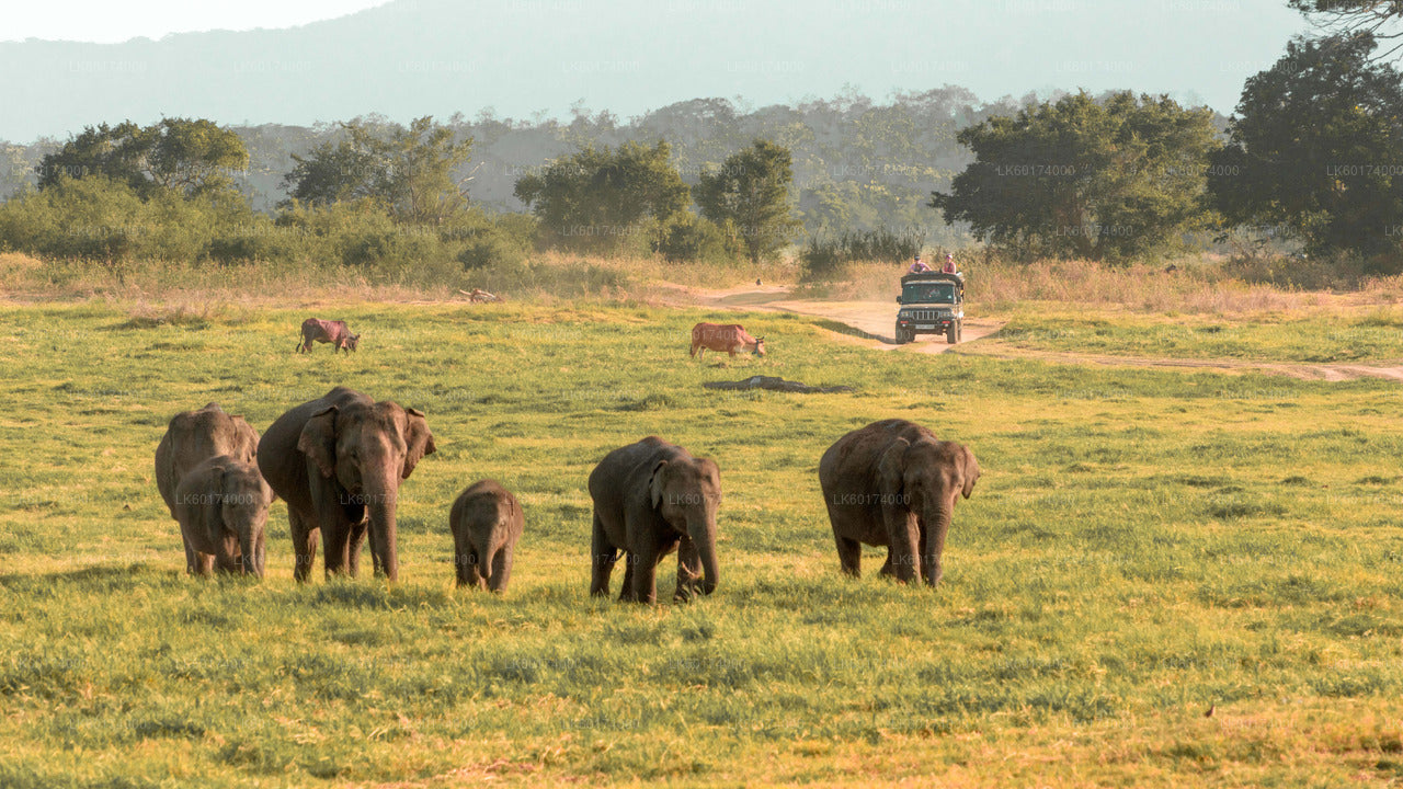 Minneriya National Park Private Safari with Naturalist