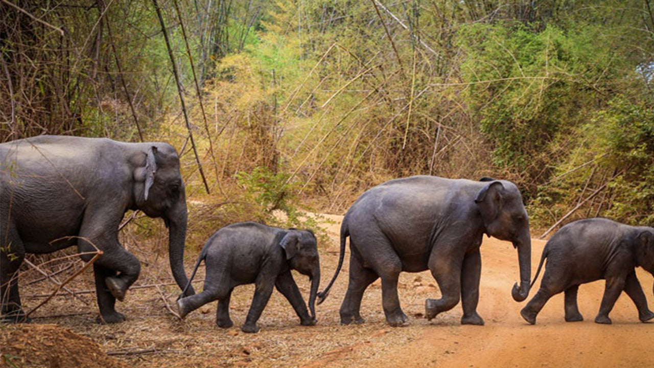 Wasgamuwa rahvuspargi safari Kandyst