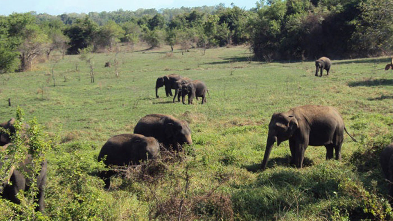 Wasgamuwa rahvuspargi safari Kandyst