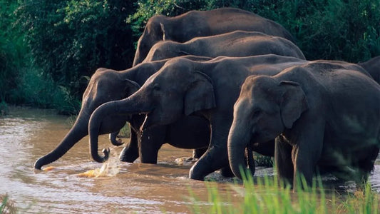 Wasgamuwa rahvuspargi safari Kandyst