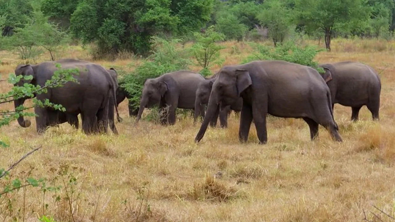 Wasgamuwa rahvuspargi safari Kandyst