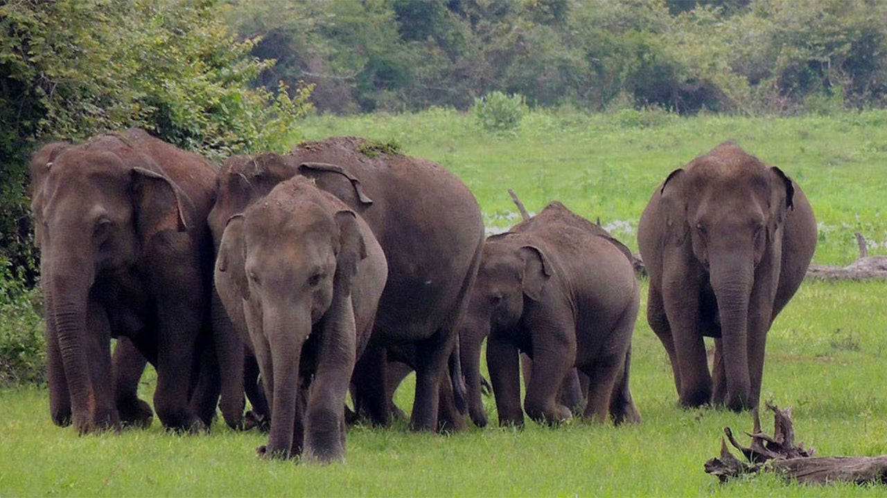Wasgamuwa rahvuspargi safari Kandyst