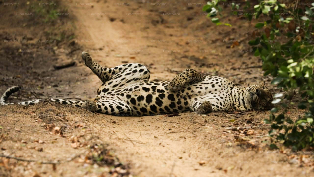 Yala rahvuspargi safari Unawatunast