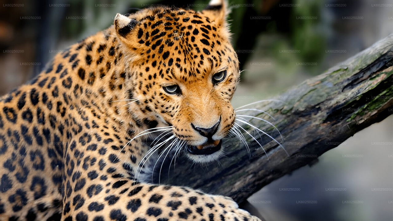 Yala rahvuspargi safari Unawatunast