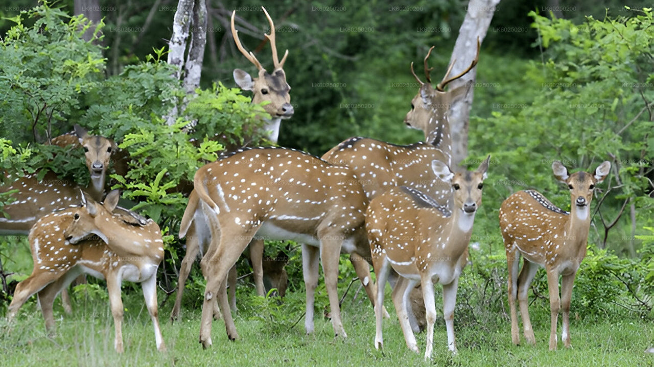 Yala rahvuspargi safari Unawatunast