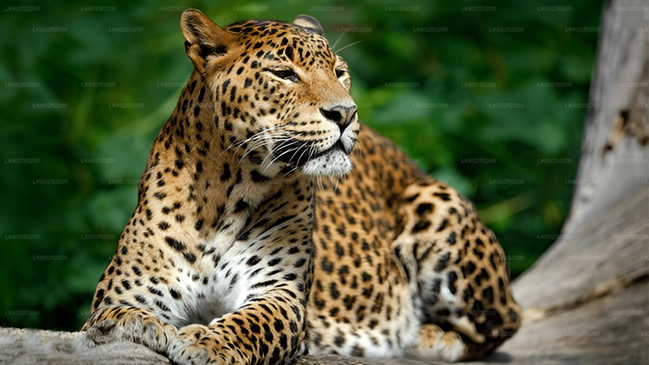 Yala rahvuspargi safari Unawatunast