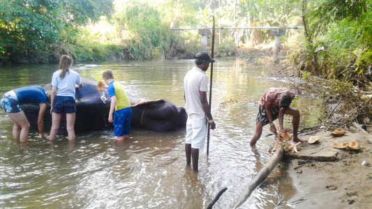 Habarana Elephant Back Ride Tour from Dambulla