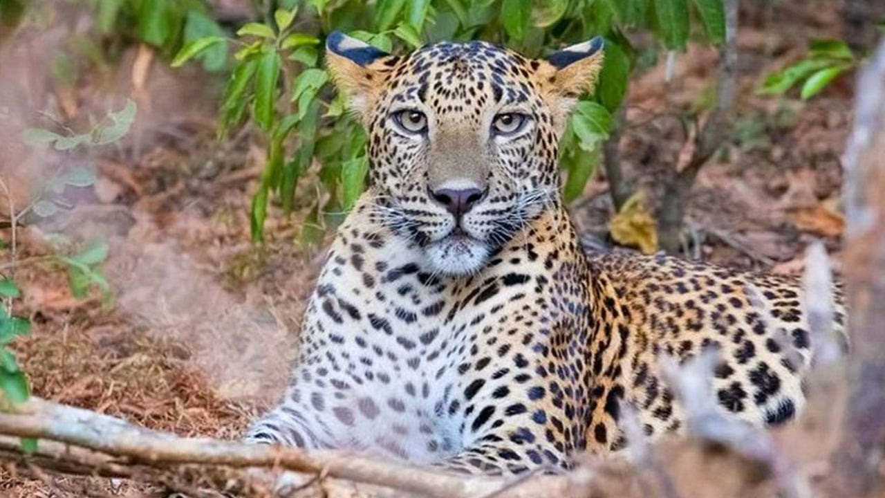 Yala rahvuspargi safari Weligamast
