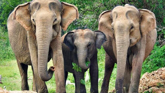 Yala rahvuspargi safari Weligamast