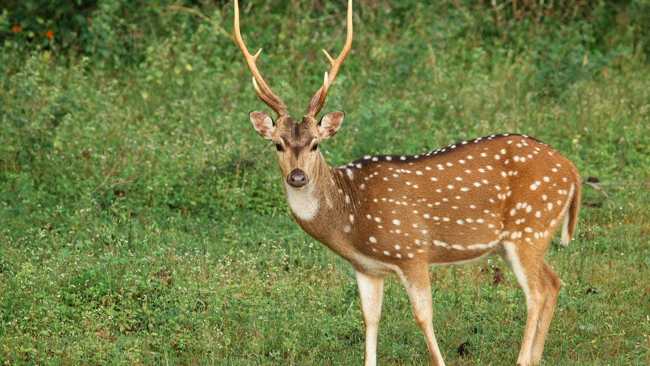 Yala rahvuspargi safari Weligamast