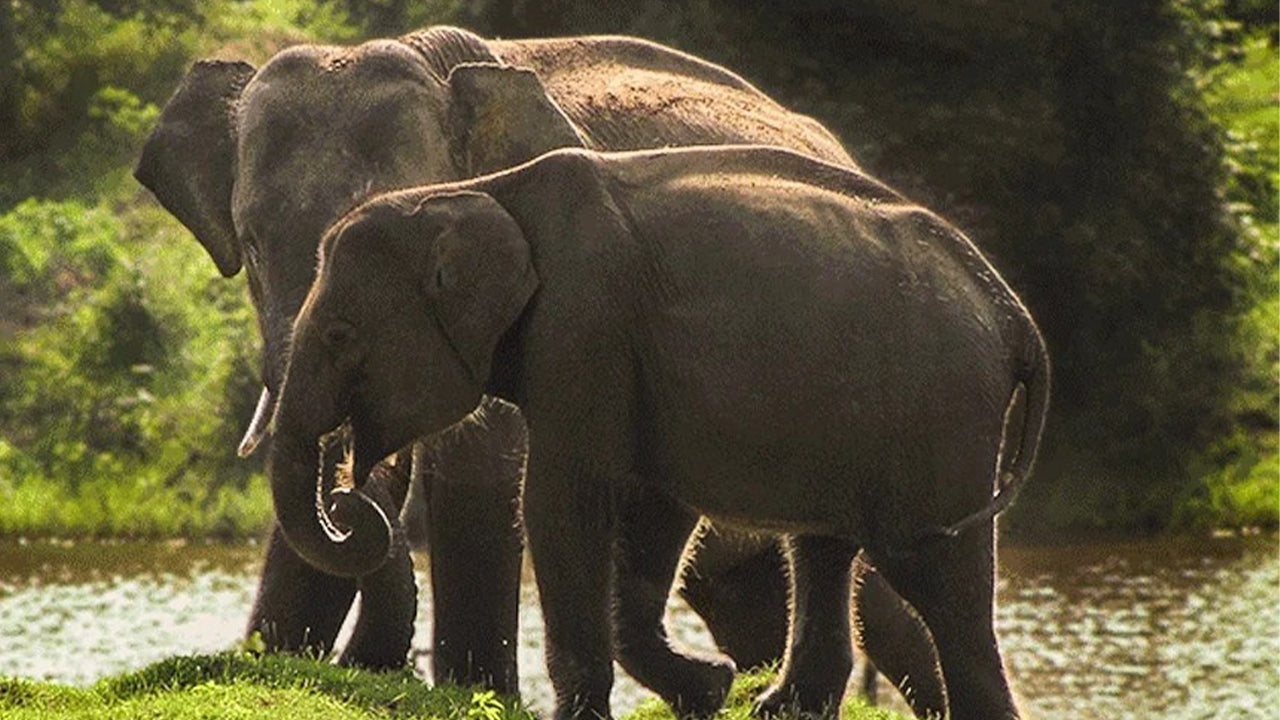 Yala rahvuspargi safari Weligamast