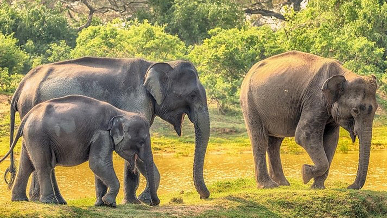 Yala rahvuspargi safari Weligamast