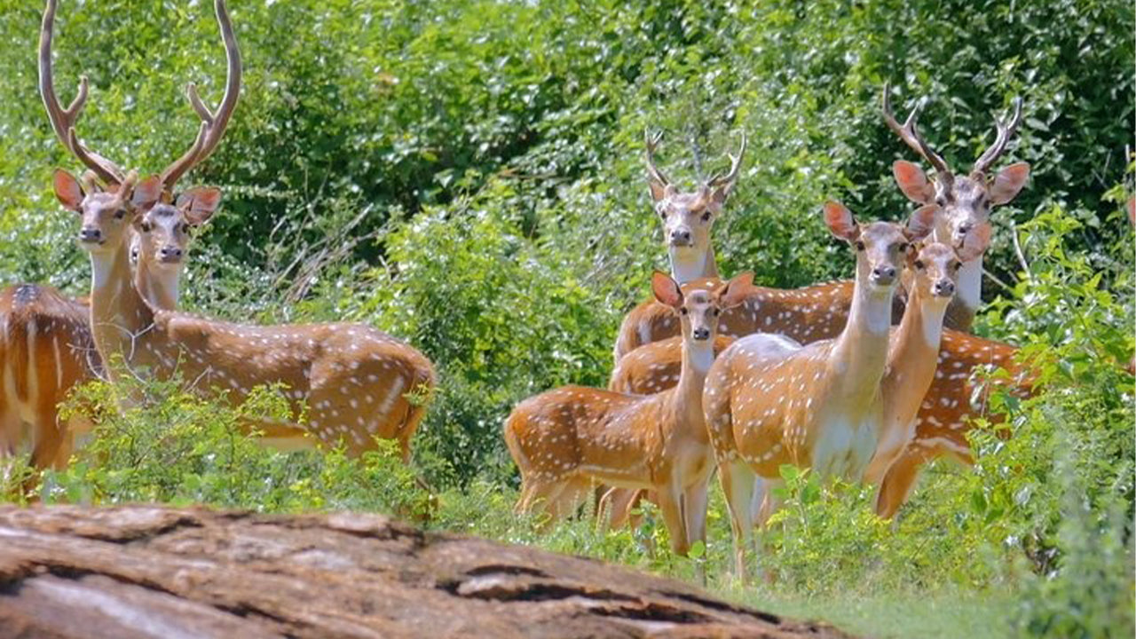 Yala rahvuspargi safari Weligamast