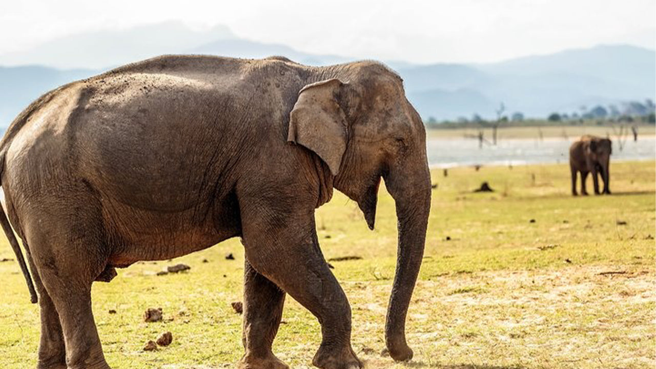 Udawalawe rahvuspargi safari Mirissast