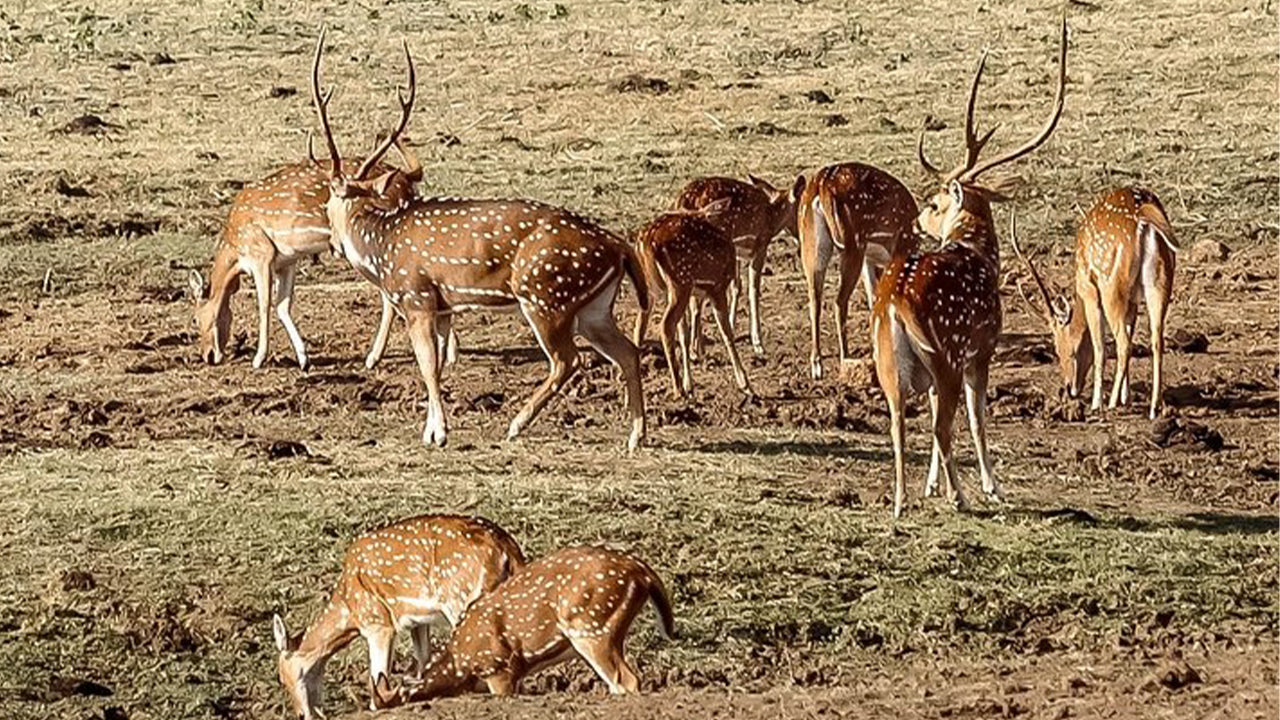 Udawalawe rahvuspargi safari Mirissast