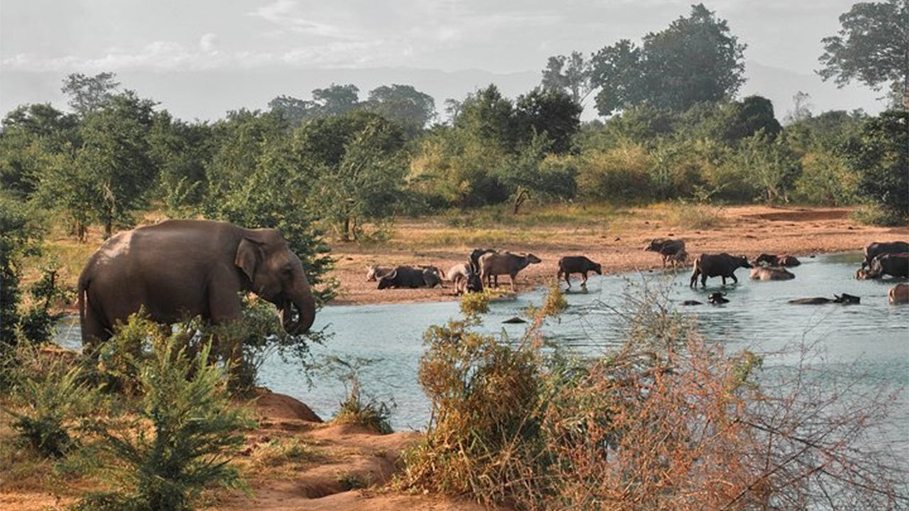 Udawalawe rahvuspargi safari Mirissast