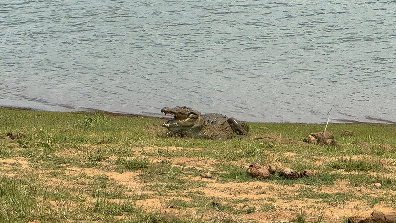 Udawalawe rahvuspargi safari Mirissast
