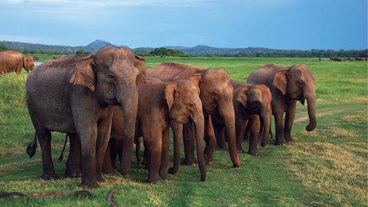 Udawalawe rahvuspargi safari Mirissast