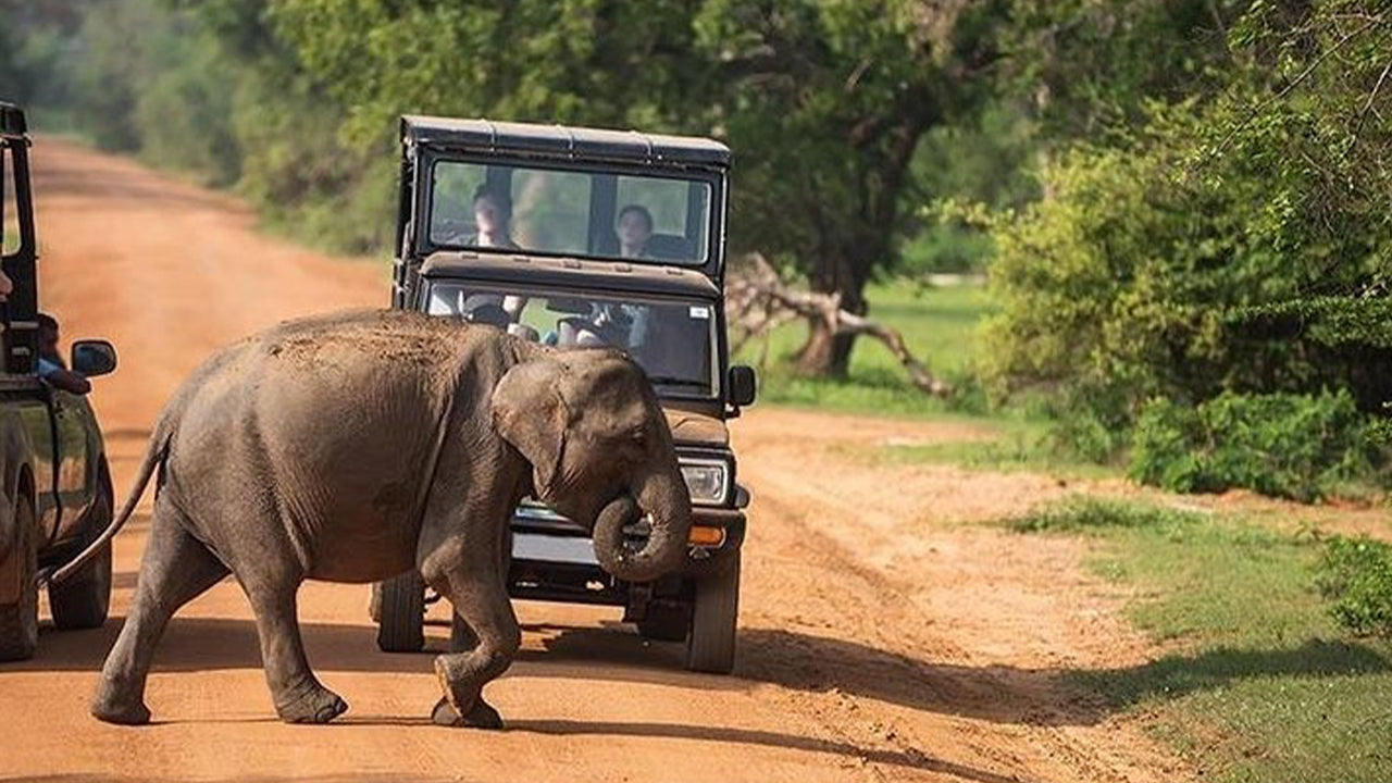 Udawalawe rahvuspargi safari Mirissast