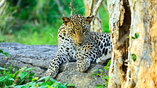 Yala rahvuspargi safari Mirissast