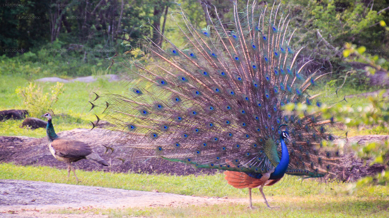Yala rahvuspargi safari Mirissast