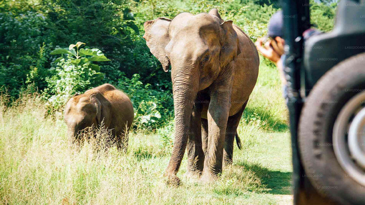 Yala rahvuspargi safari Mirissast