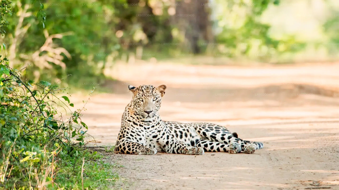 Yala rahvuspargi safari Mirissast