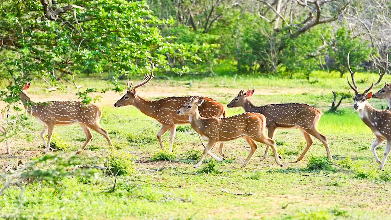 Yala rahvuspargi safari Mirissast
