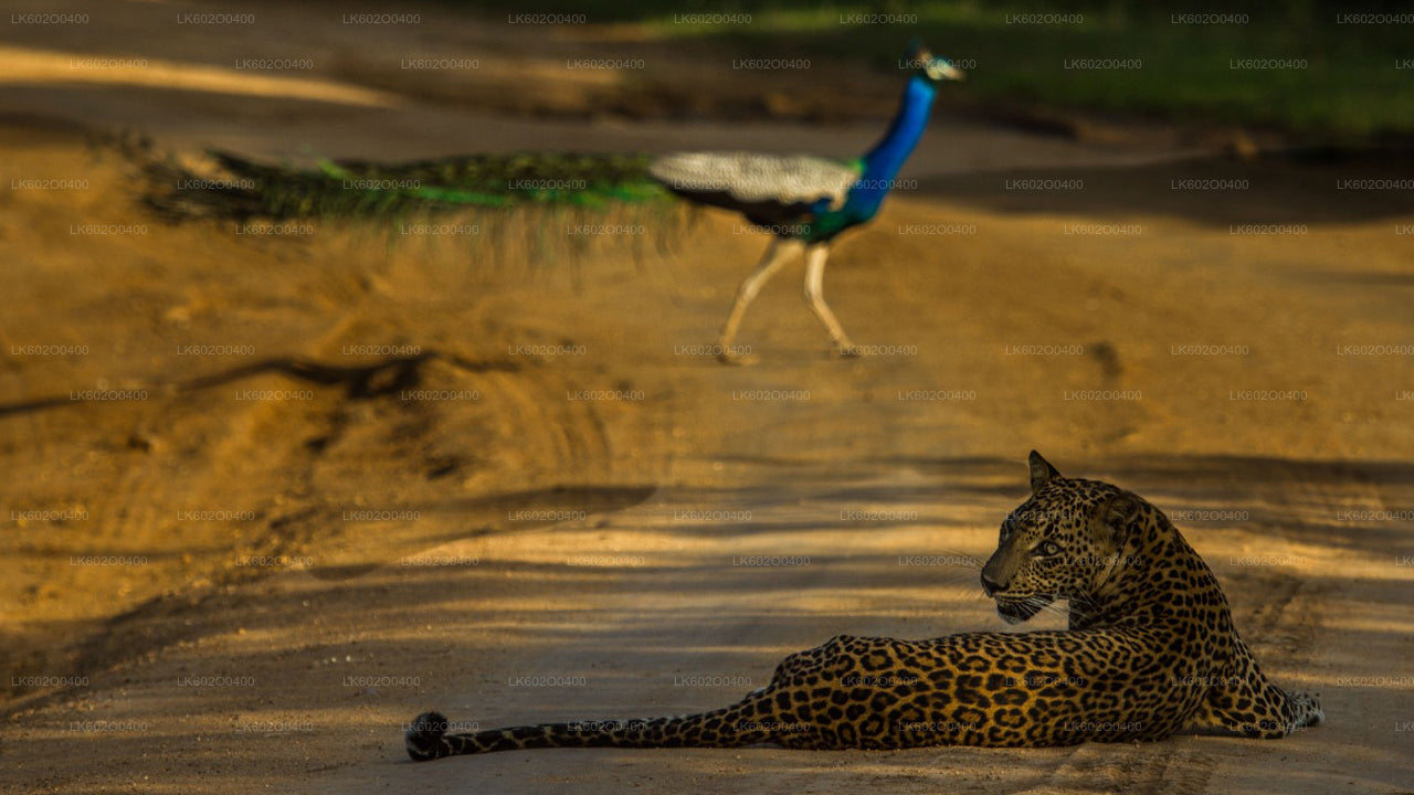 Yala rahvuspargi safari Mirissast