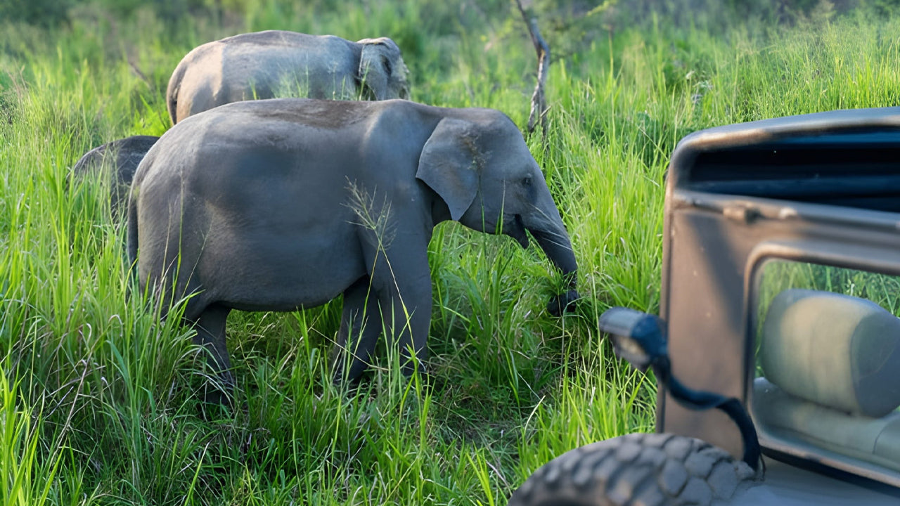 Elephants in a grassy field with a vehicle in the foreground