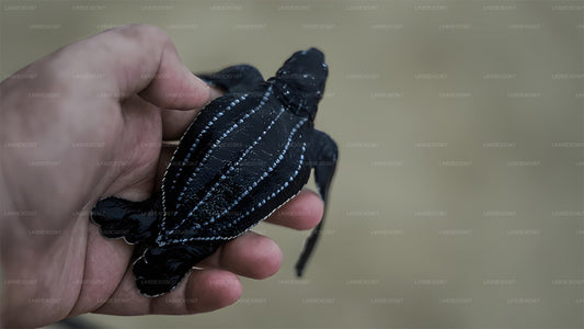 Kilpkonnapoegade vabastamine Induruwast