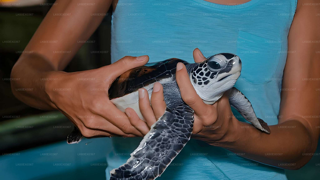 Baby Turtle Release from Unawatuna