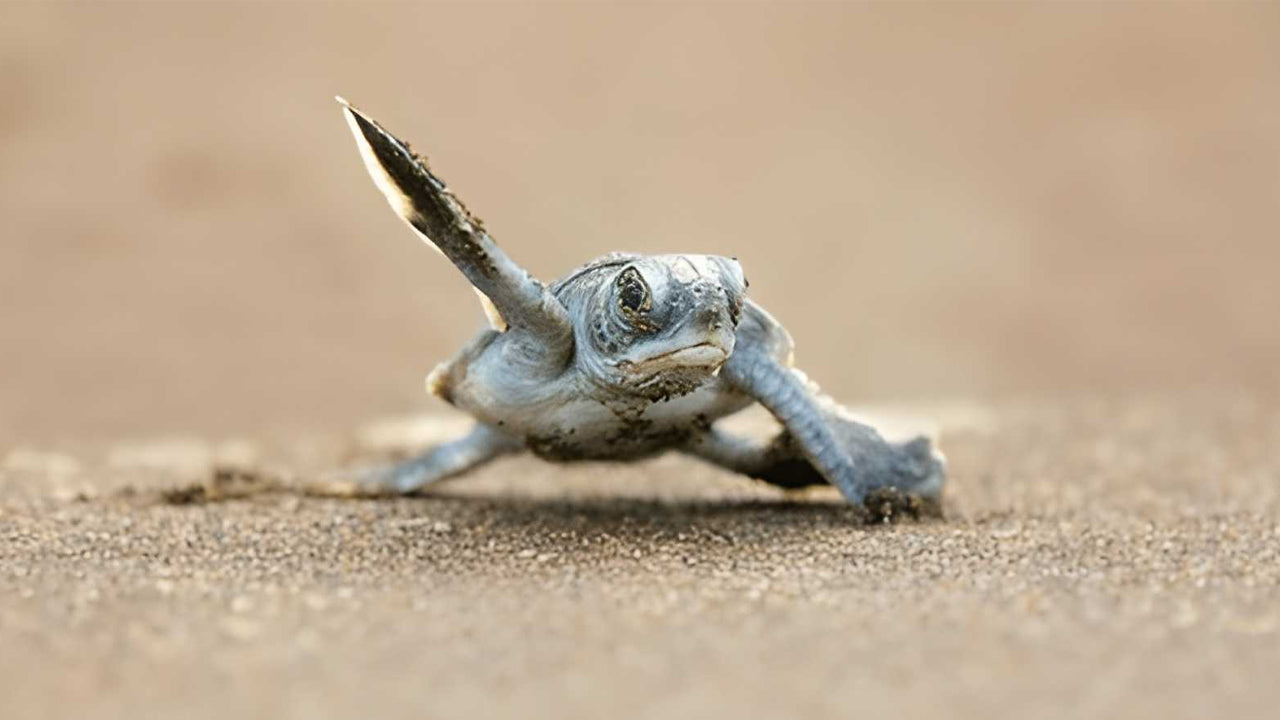 Southern Coast Highlights and River Safari from Ahungalla