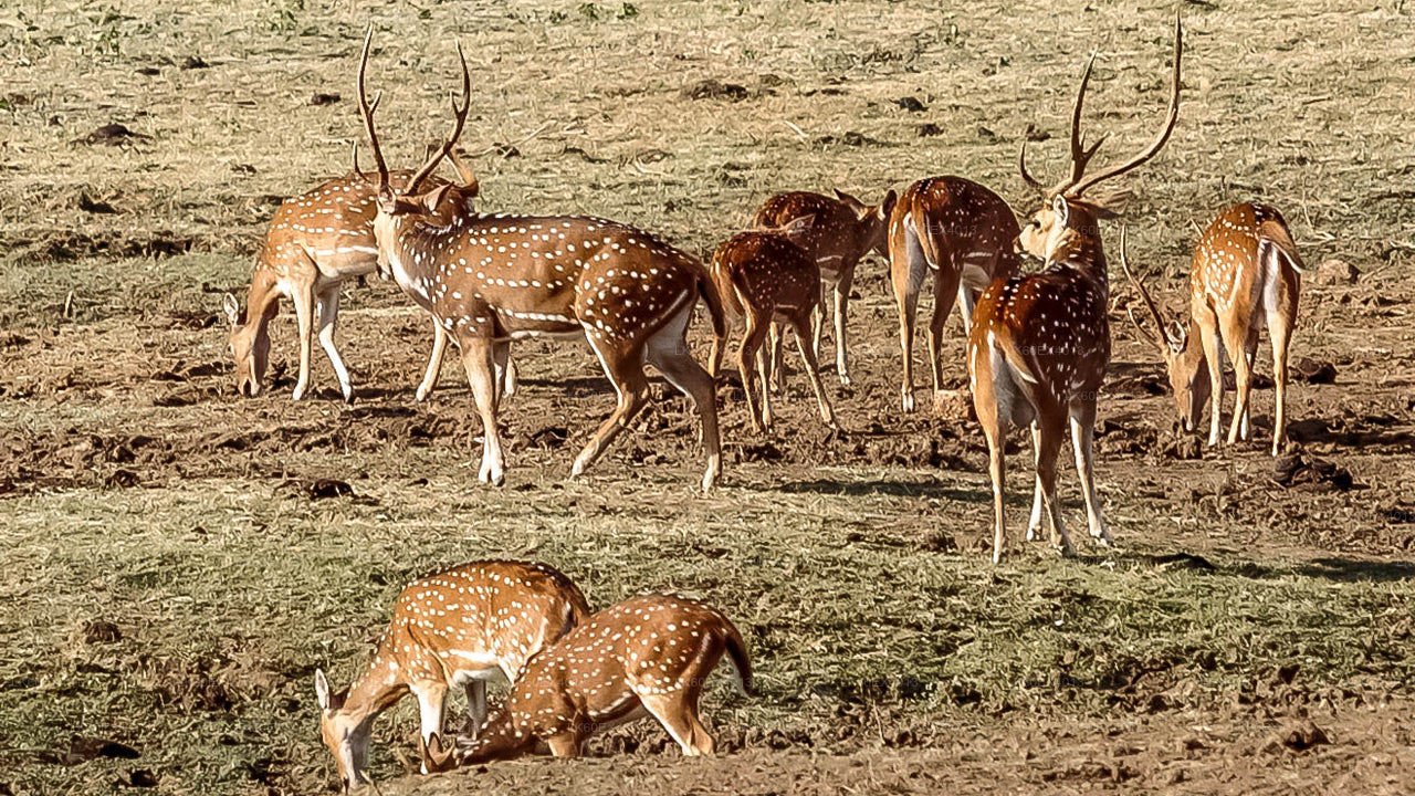 Erareis Mirissast Ellasse Udawalawe Safariga