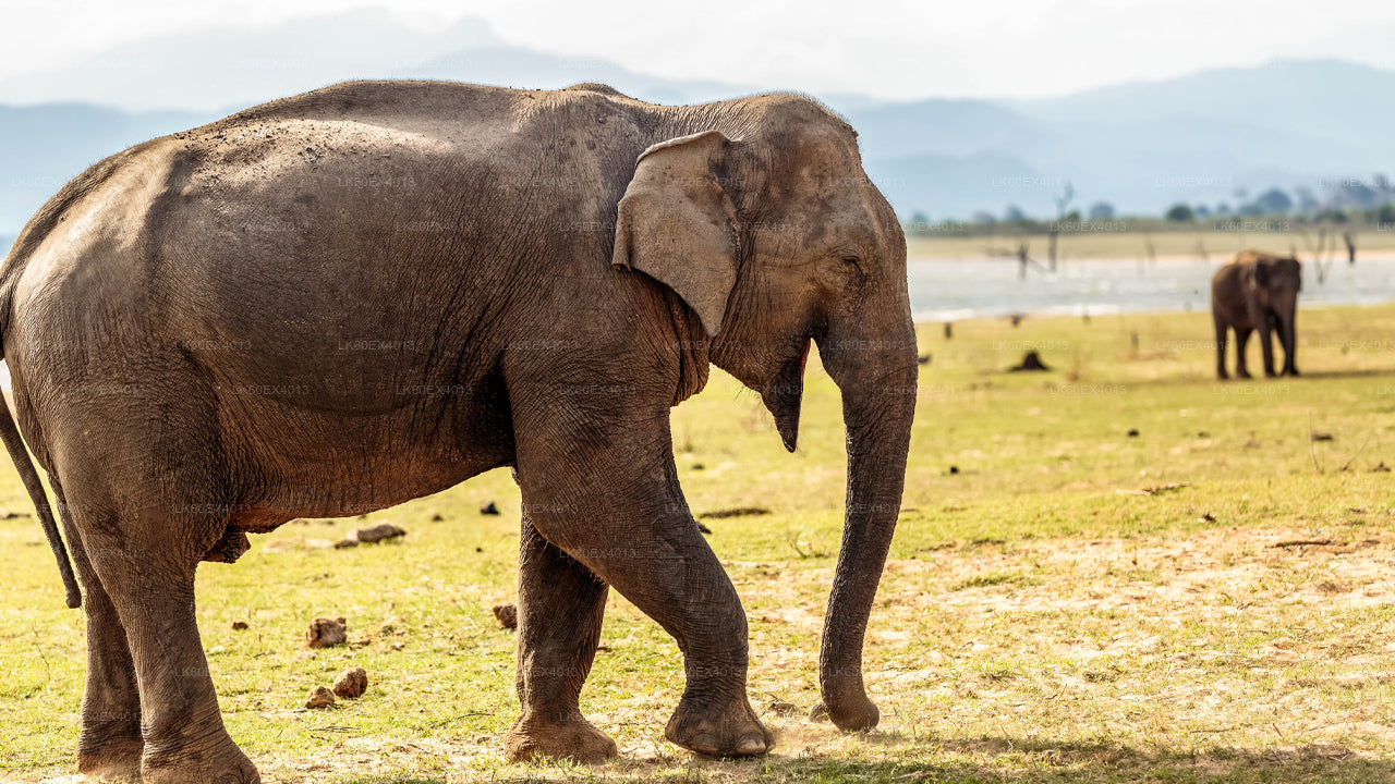 Erareis Mirissast Ellasse Udawalawe Safariga