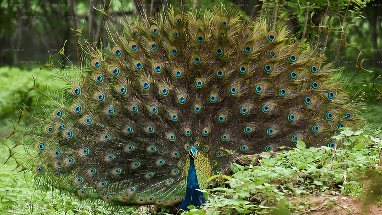 Erareis Mirissast Ellasse Udawalawe Safariga
