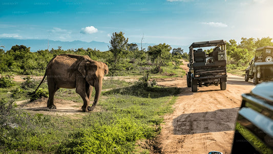 Privaatreis Ellast Mirissasse Udawalawe Safariga