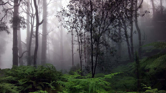 Sinharaja vihmametsa seiklusreis