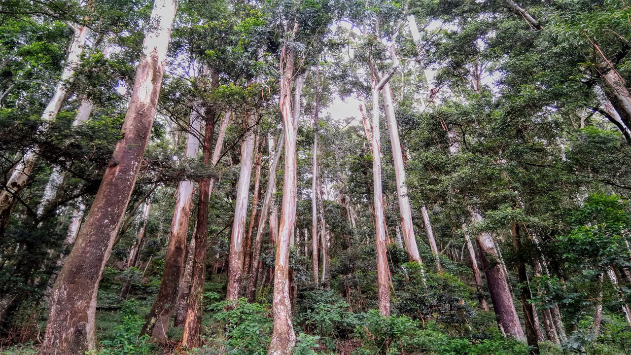Matk Sinharaja vihmametsast Lõvikaljule