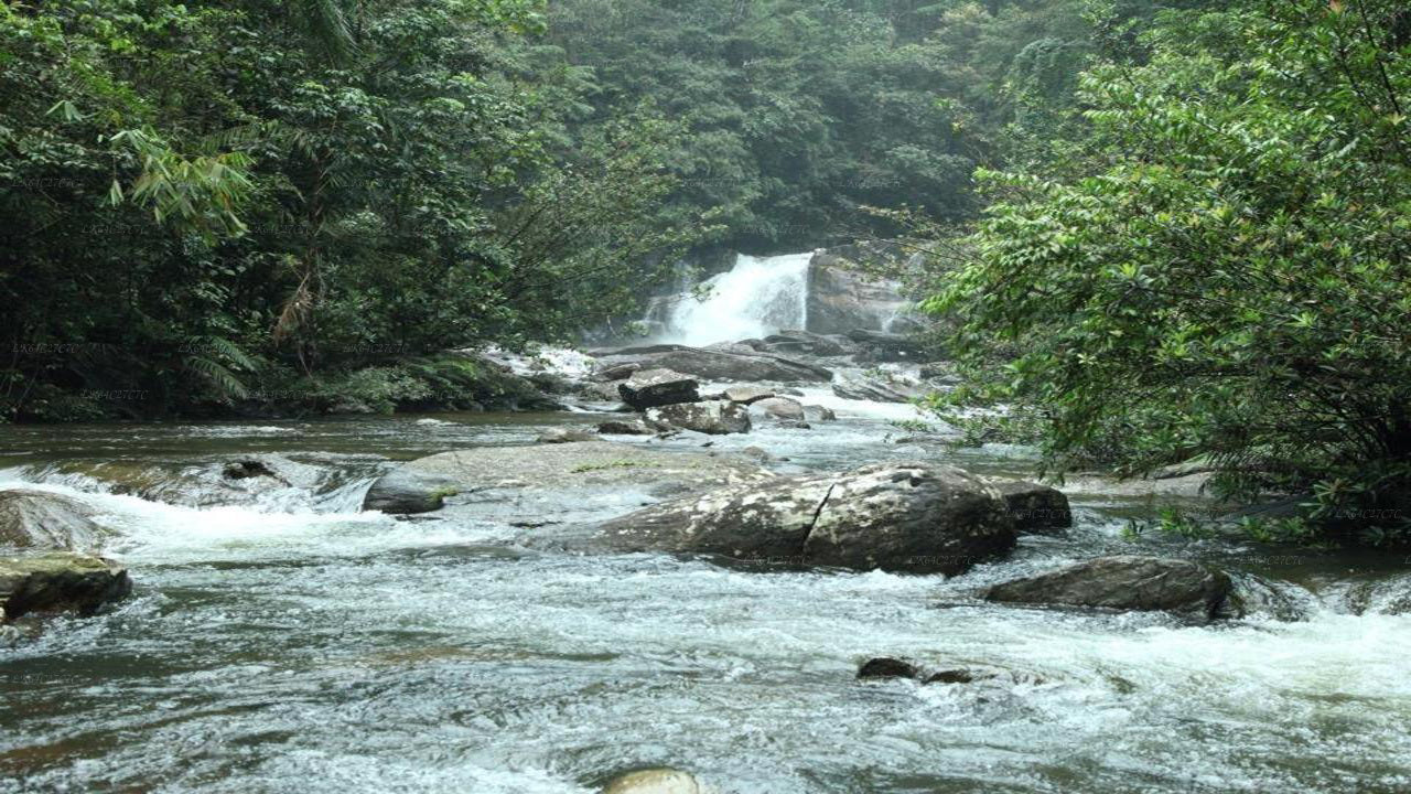 Matk Sinharaja vihmametsast Lõvikaljule