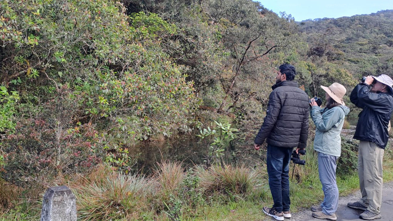 Linnuvaatlus Sinharaja vihmametsast